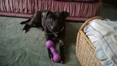 Clover (Dog of the week)