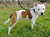 Cody (Dog of the week)