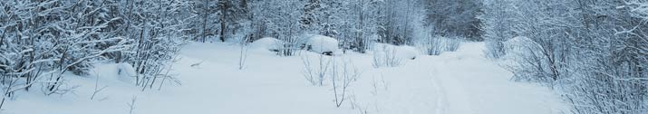 Snowy landscape