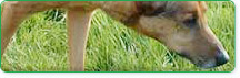 Dogs and dog warden services
