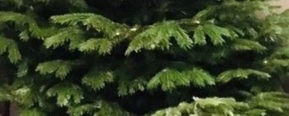 Recycle your real Christmas tree